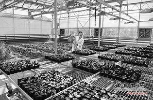 甘肃泛植生物科技药业有限公司已成为甘草系列提取物产品加工出口基地